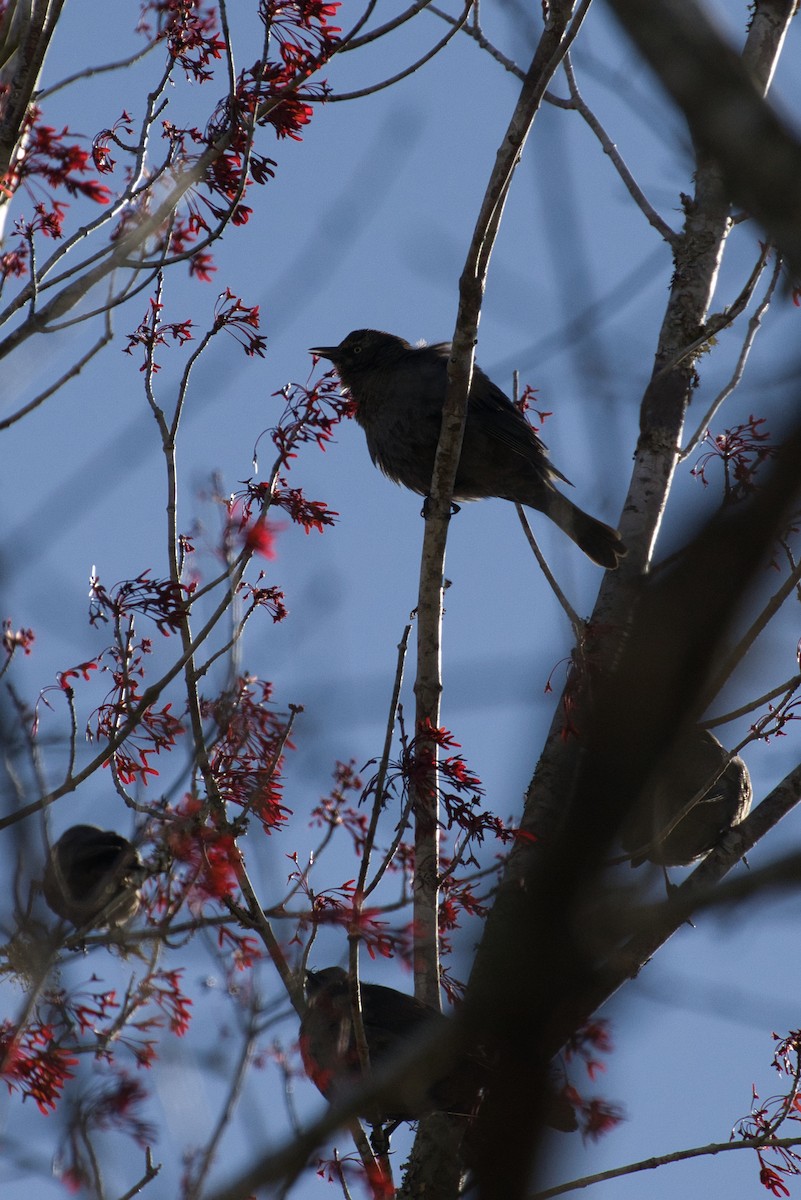 Rusty Blackbird - ML632637025