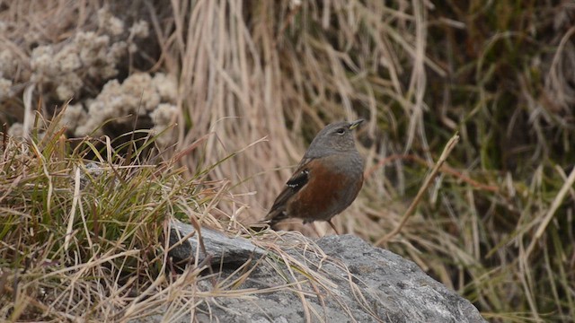 Alpine Accentor - ML632637054