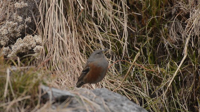 Alpine Accentor - ML632637055