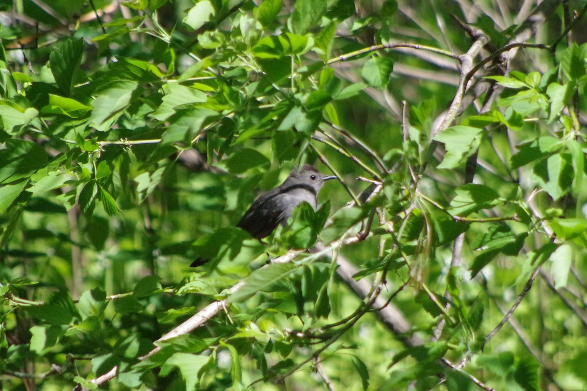 Miaulari grisa - ML632637079