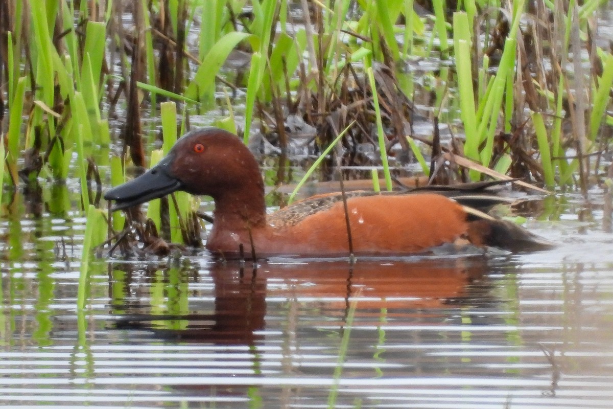 Cinnamon Teal - ML632637092