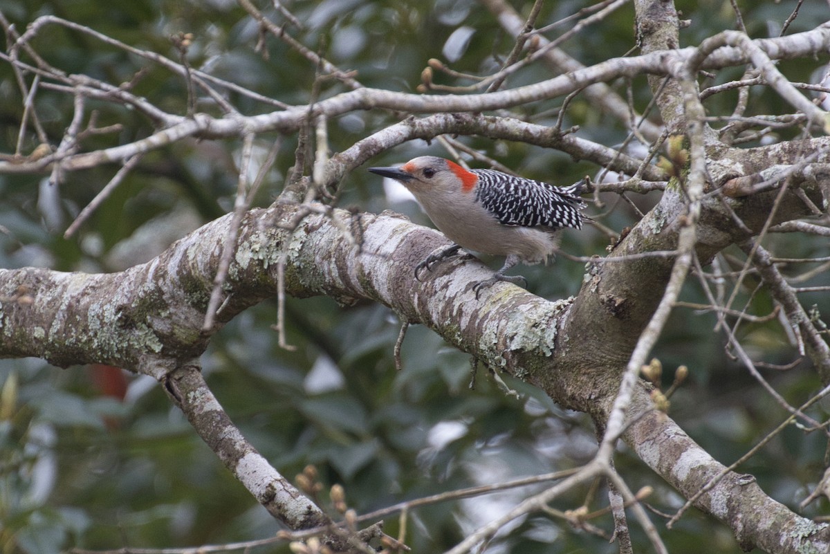 Red-bellied Woodpecker - ML632637133