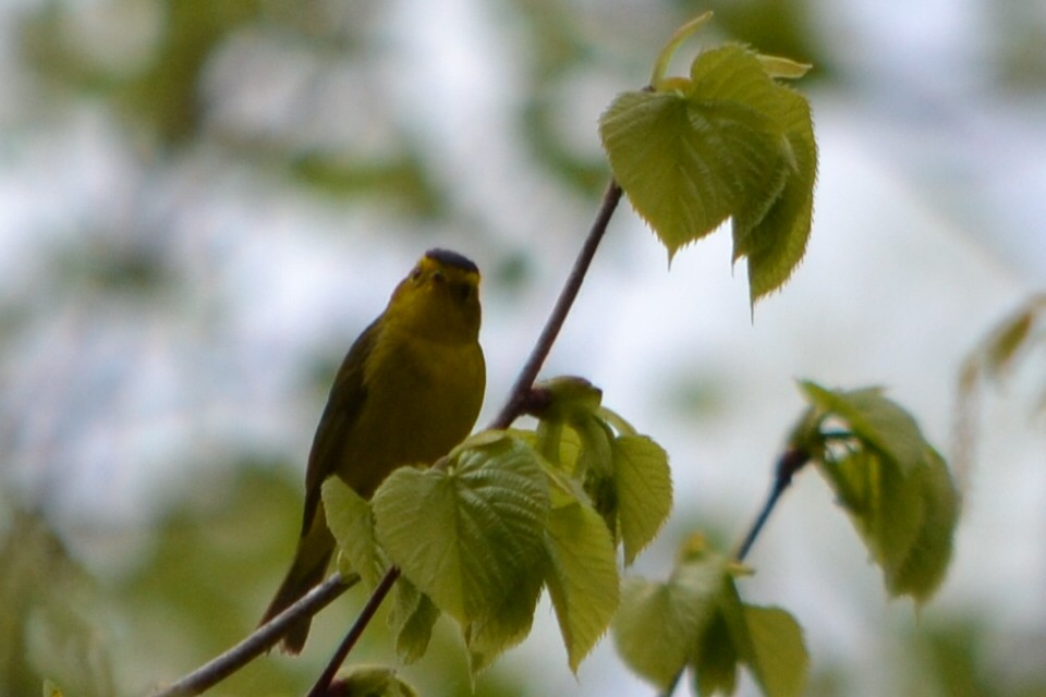 Wilson's Warbler - ML632637192