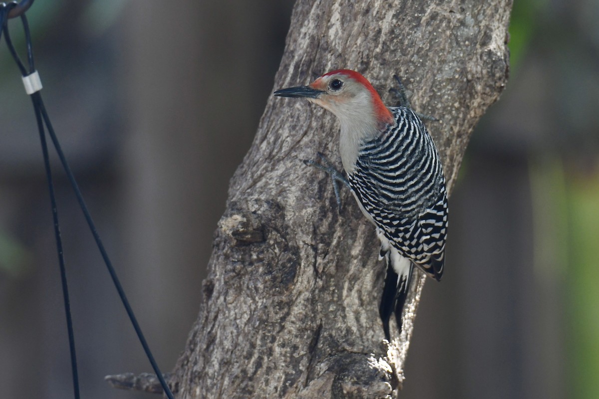 Red-bellied Woodpecker - ML632637219