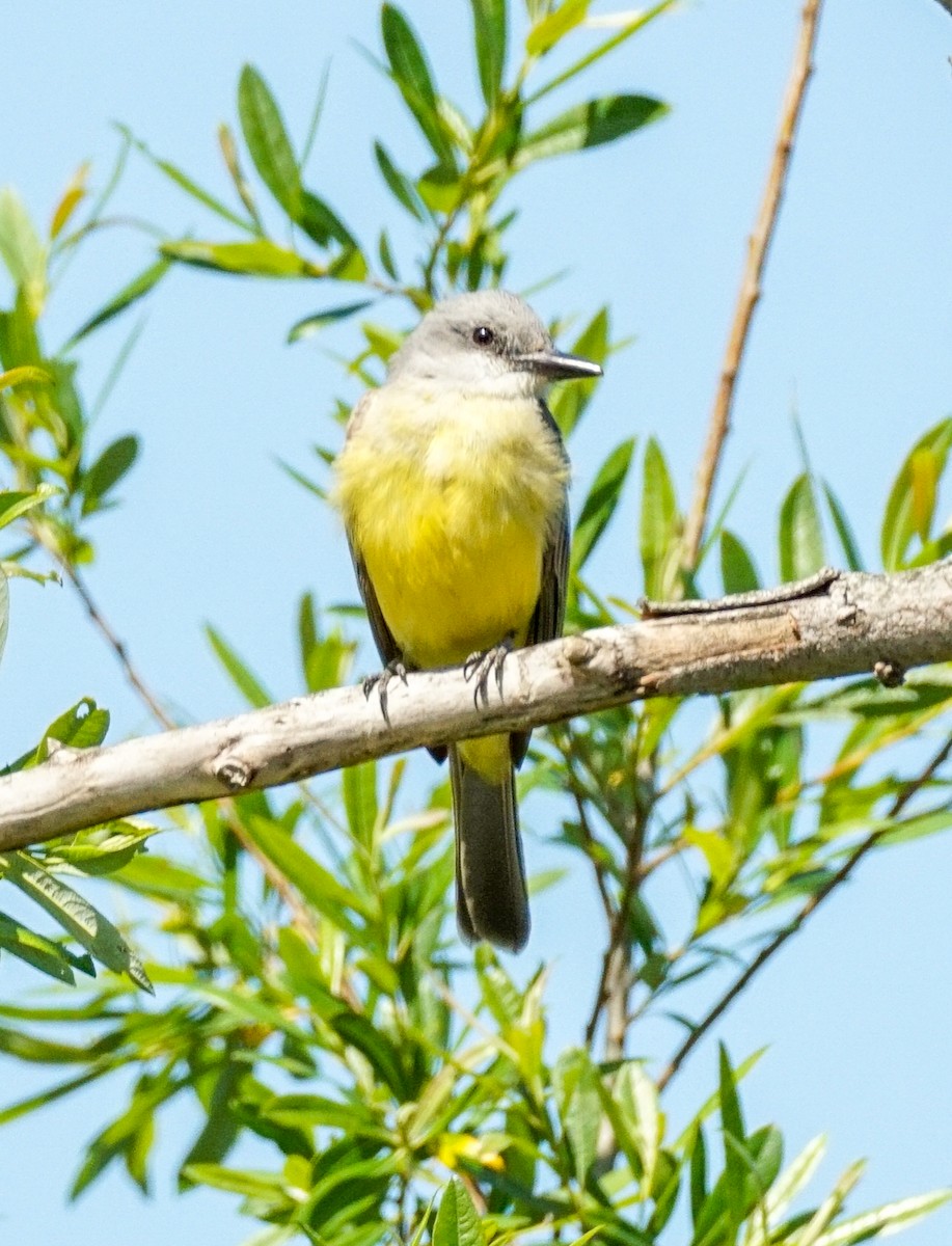 Tropical Kingbird - ML632637227