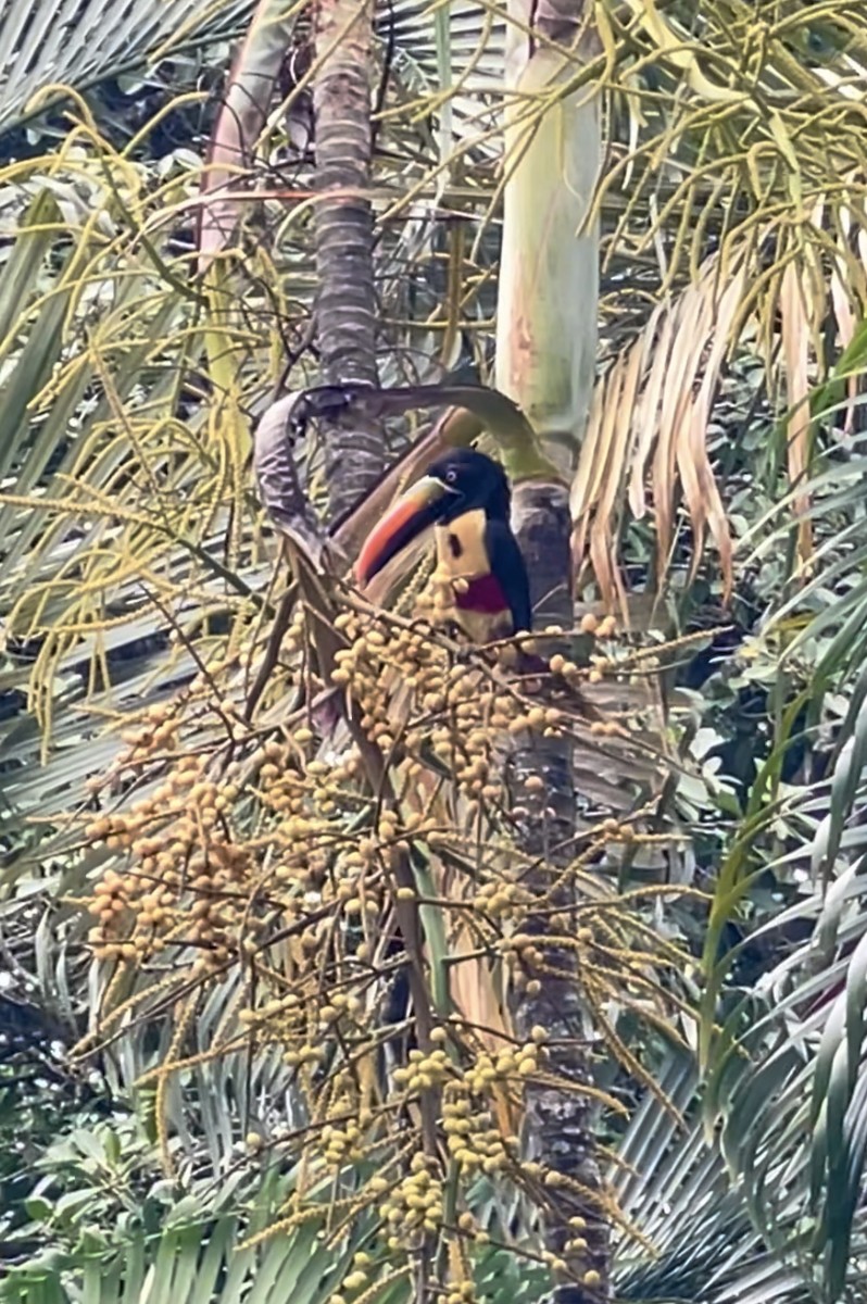 Fiery-billed Aracari - ML632637286