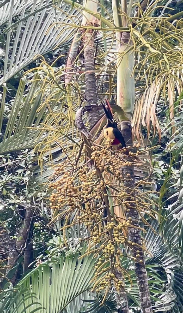 Fiery-billed Aracari - ML632637298