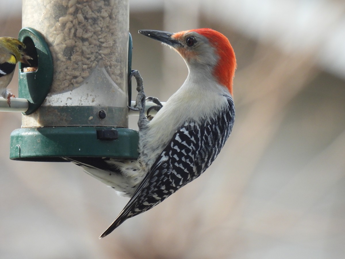 Red-bellied Woodpecker - ML632637357