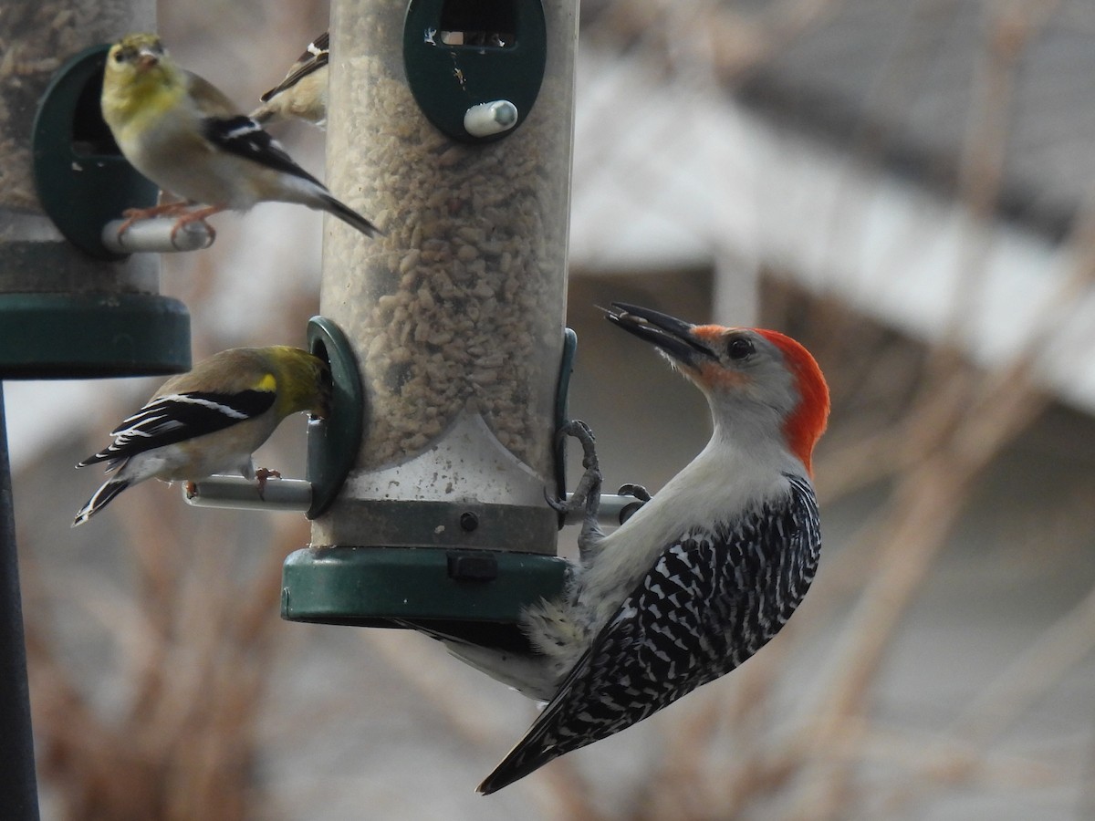 Red-bellied Woodpecker - ML632637360