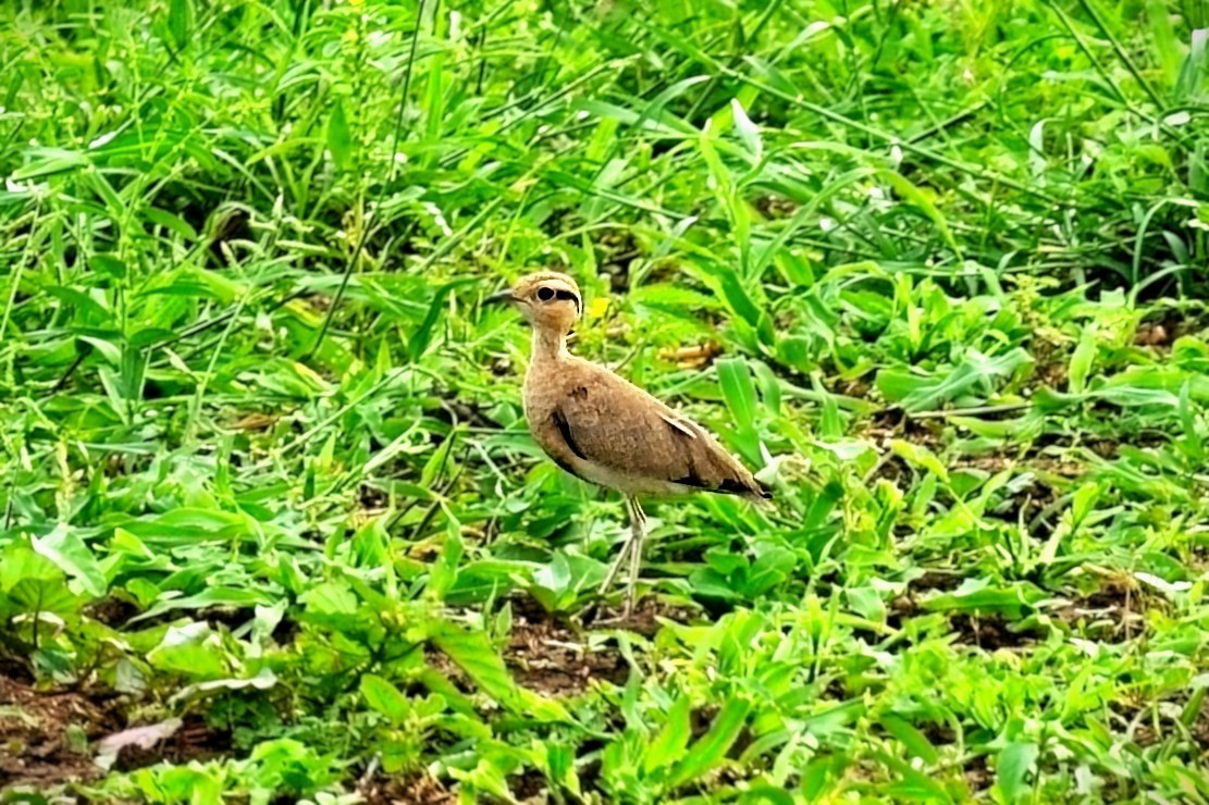 Temminck's Courser - ML632637369