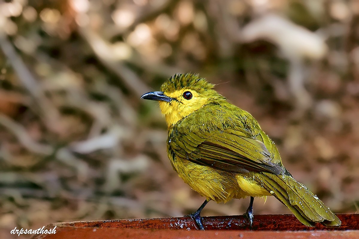 Yellow-browed Bulbul - ML632637449