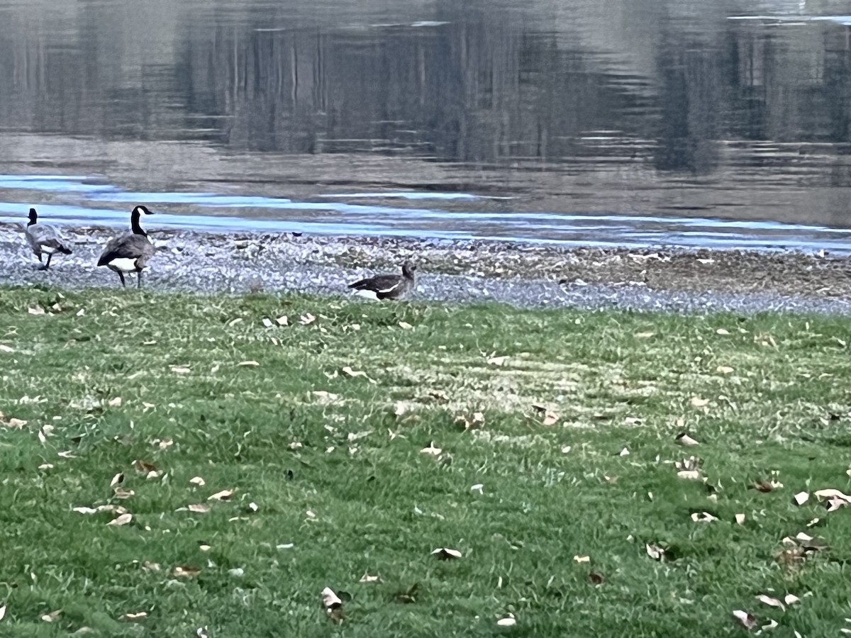 Greater White-fronted Goose - ML632637601
