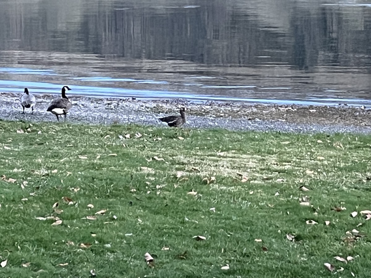 Greater White-fronted Goose - ML632637602