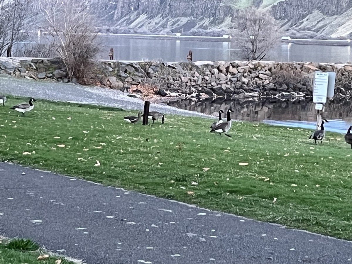 Greater White-fronted Goose - ML632637603