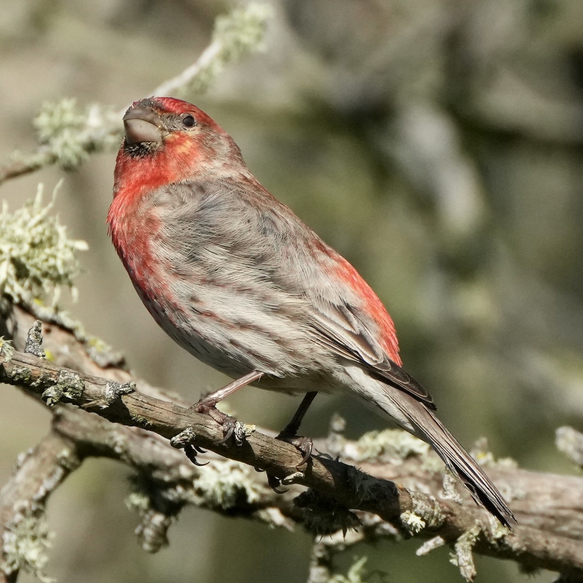 House Finch - ML632637686