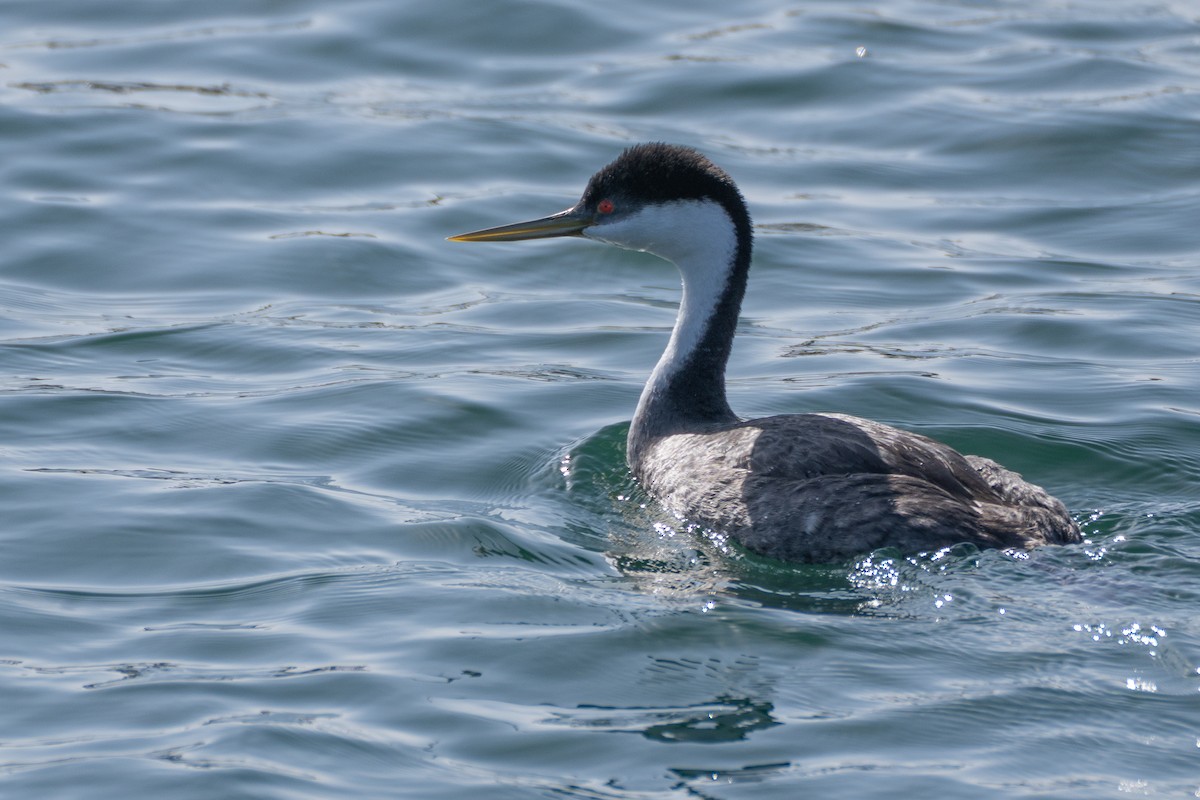Western Grebe - ML632637690