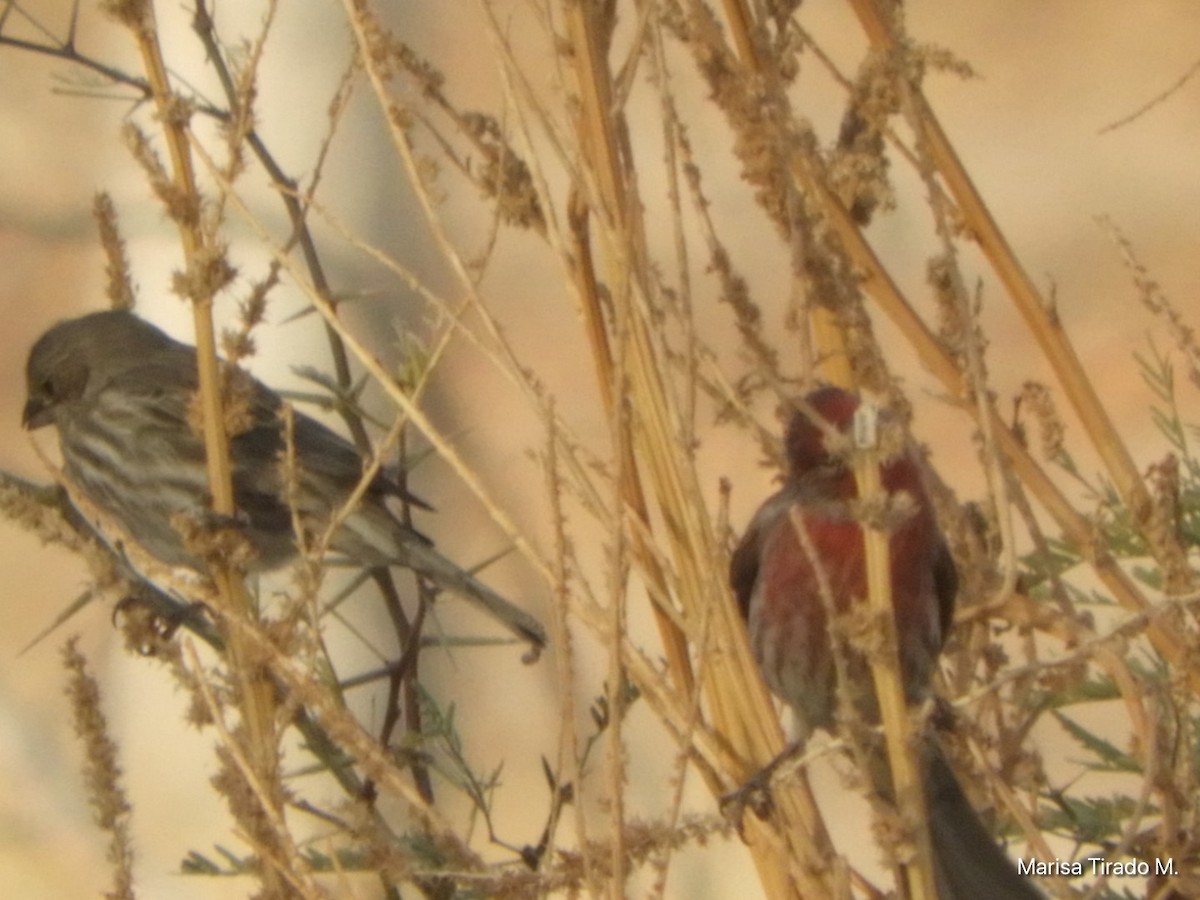 House Finch - ML632637746