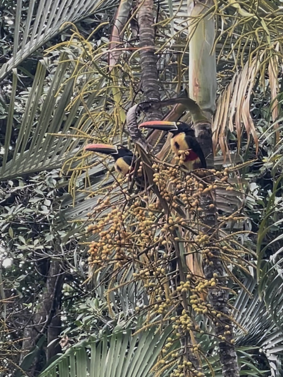 Fiery-billed Aracari - ML632637764