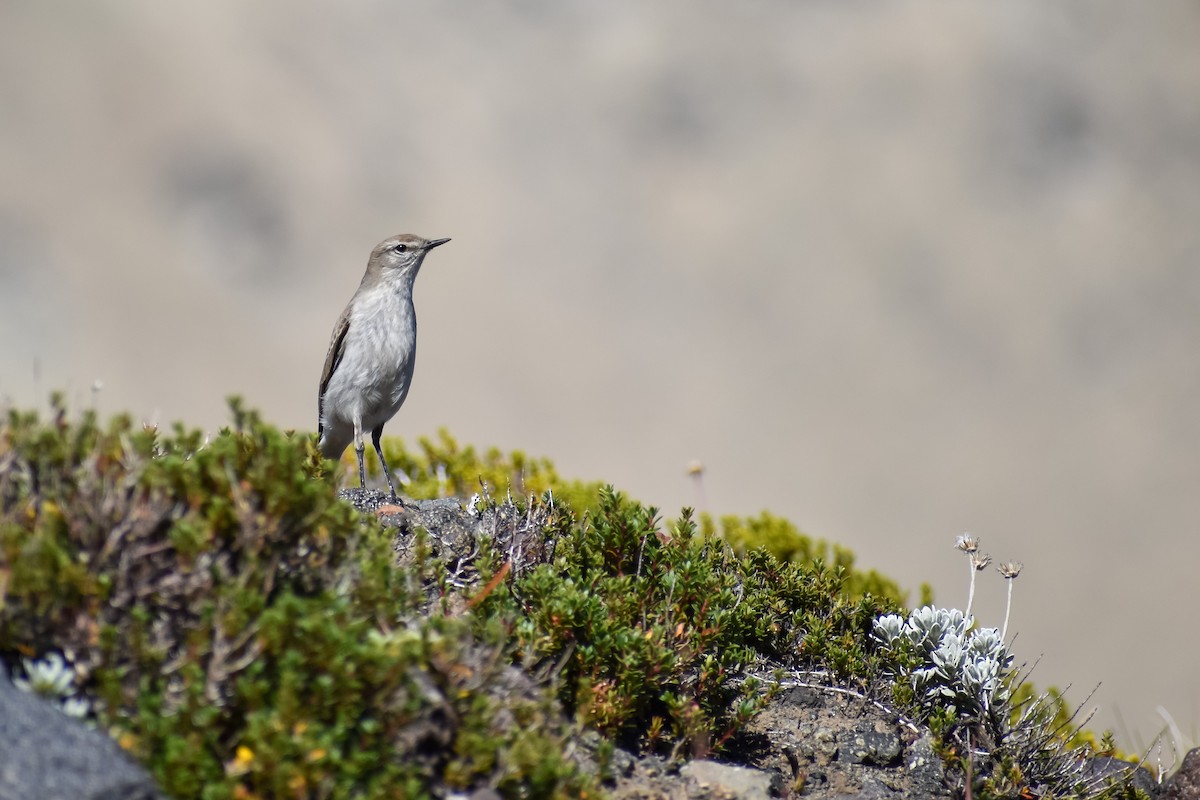 White-browed Ground-Tyrant - ML632637778