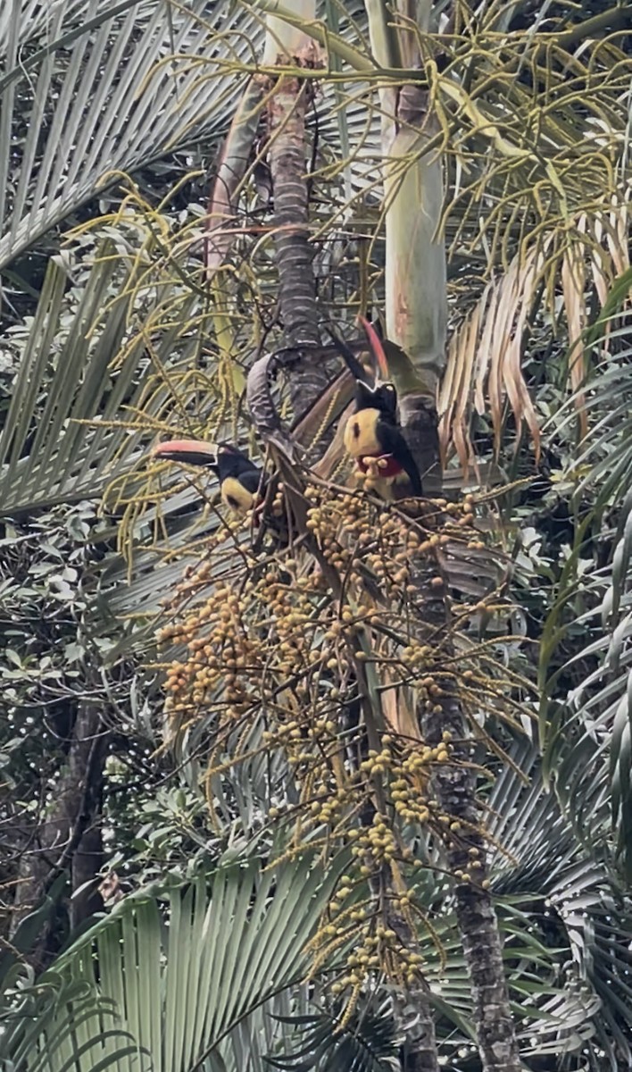 Fiery-billed Aracari - ML632637810