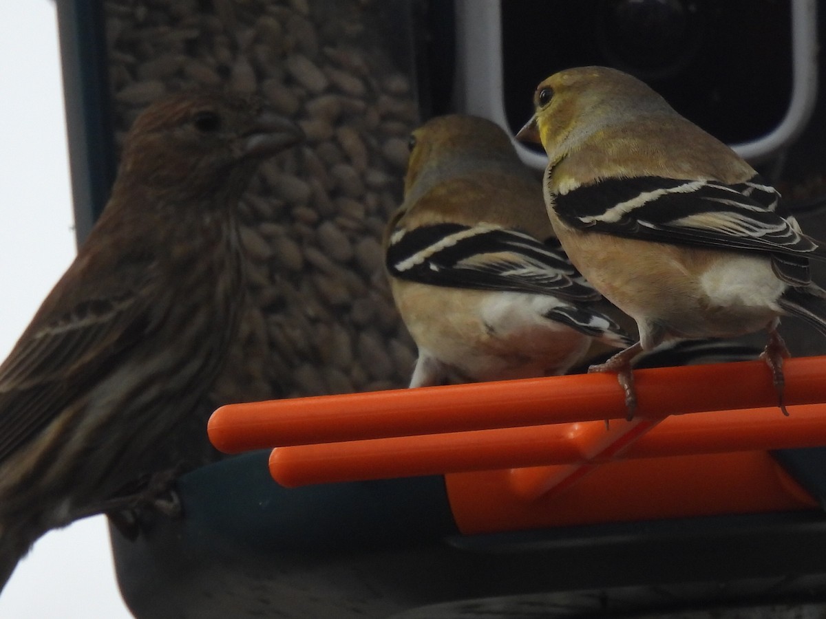House Finch - ML632637859