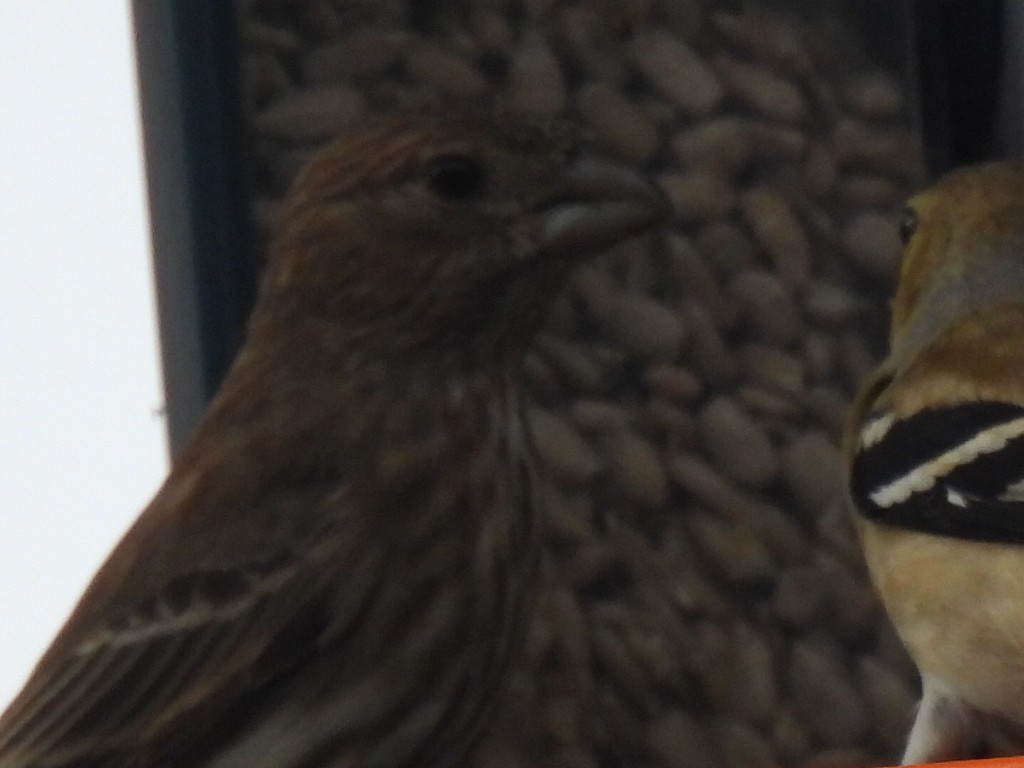 House Finch - ML632637874