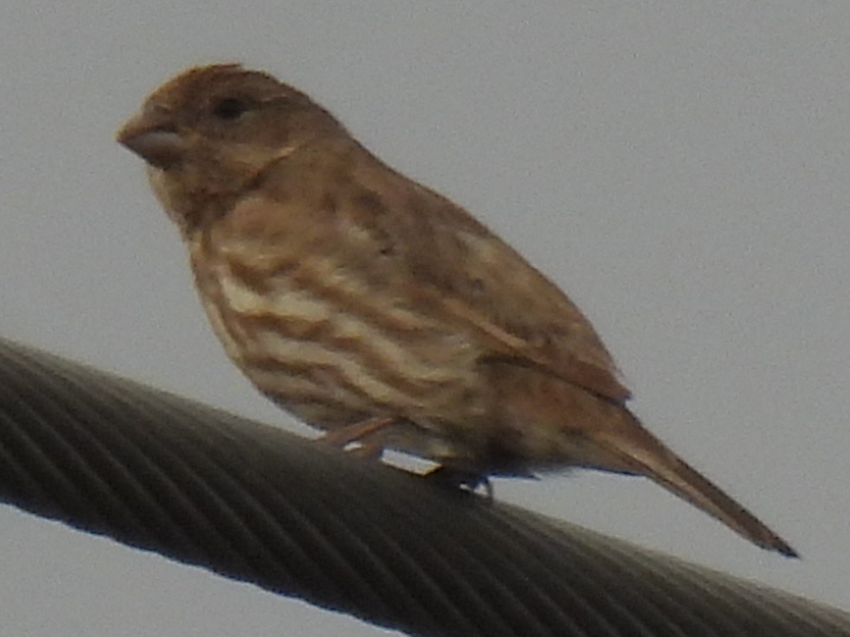 House Finch - ML632637900