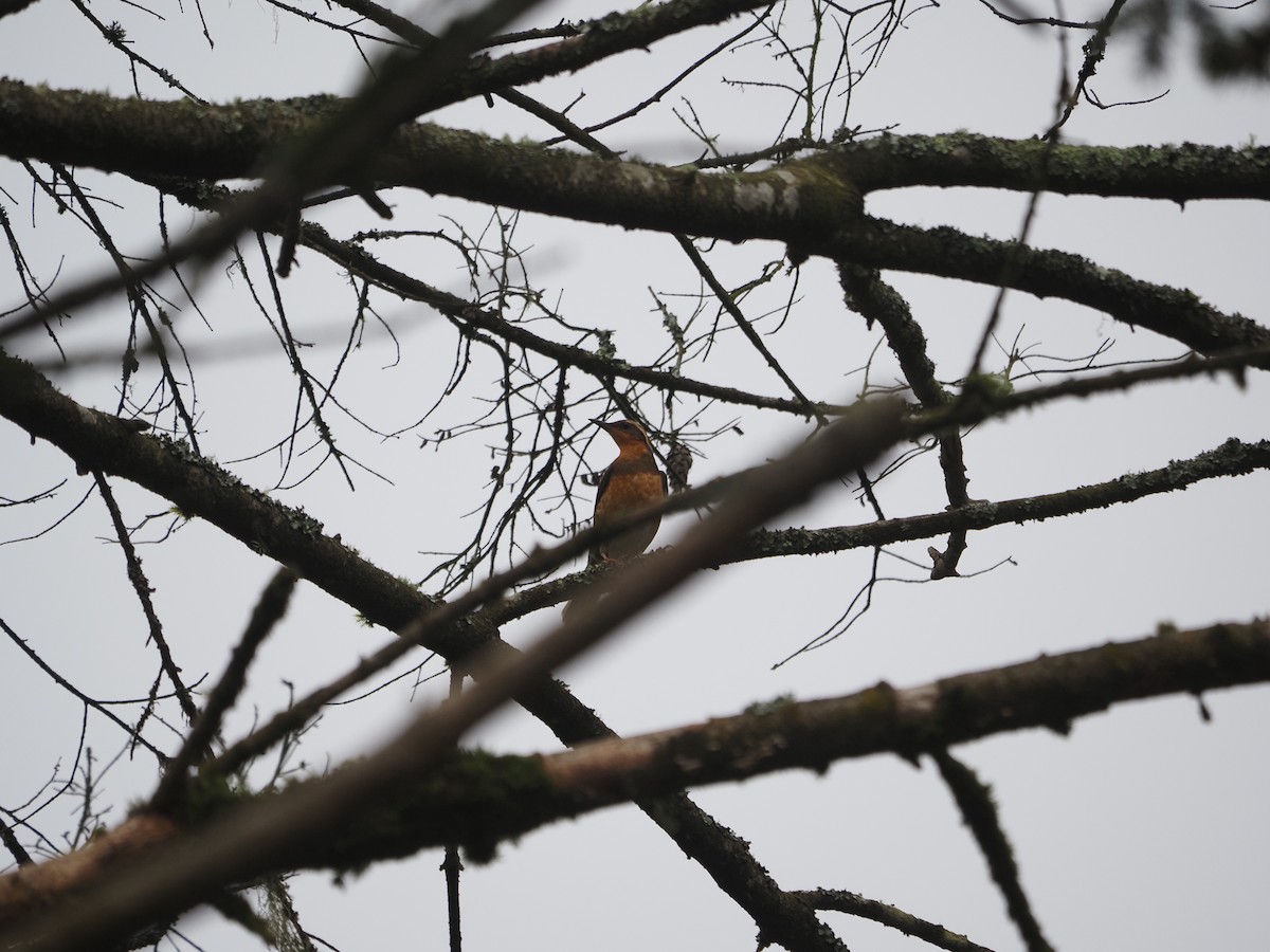 Varied Thrush - ML632638048