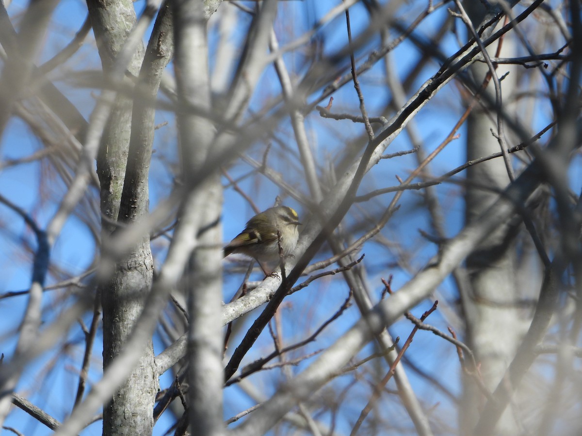 Golden-crowned Kinglet - ML632638050