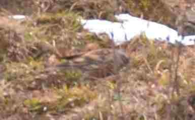 Altai Accentor - ML632638053