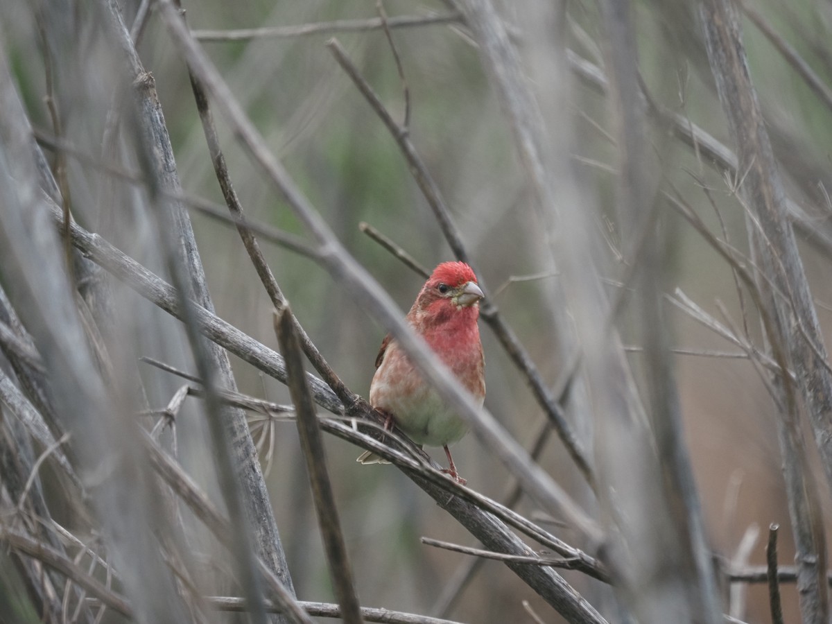 House Finch - ML632638055