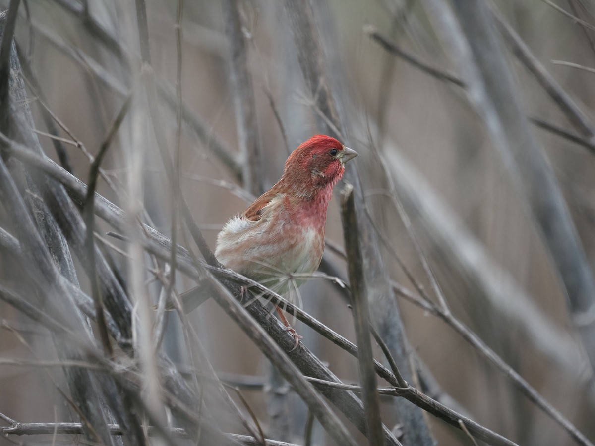 House Finch - ML632638056