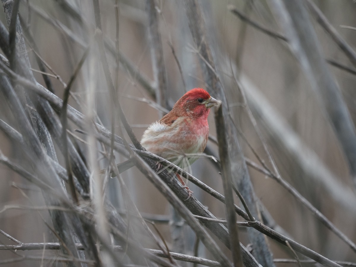 House Finch - ML632638057