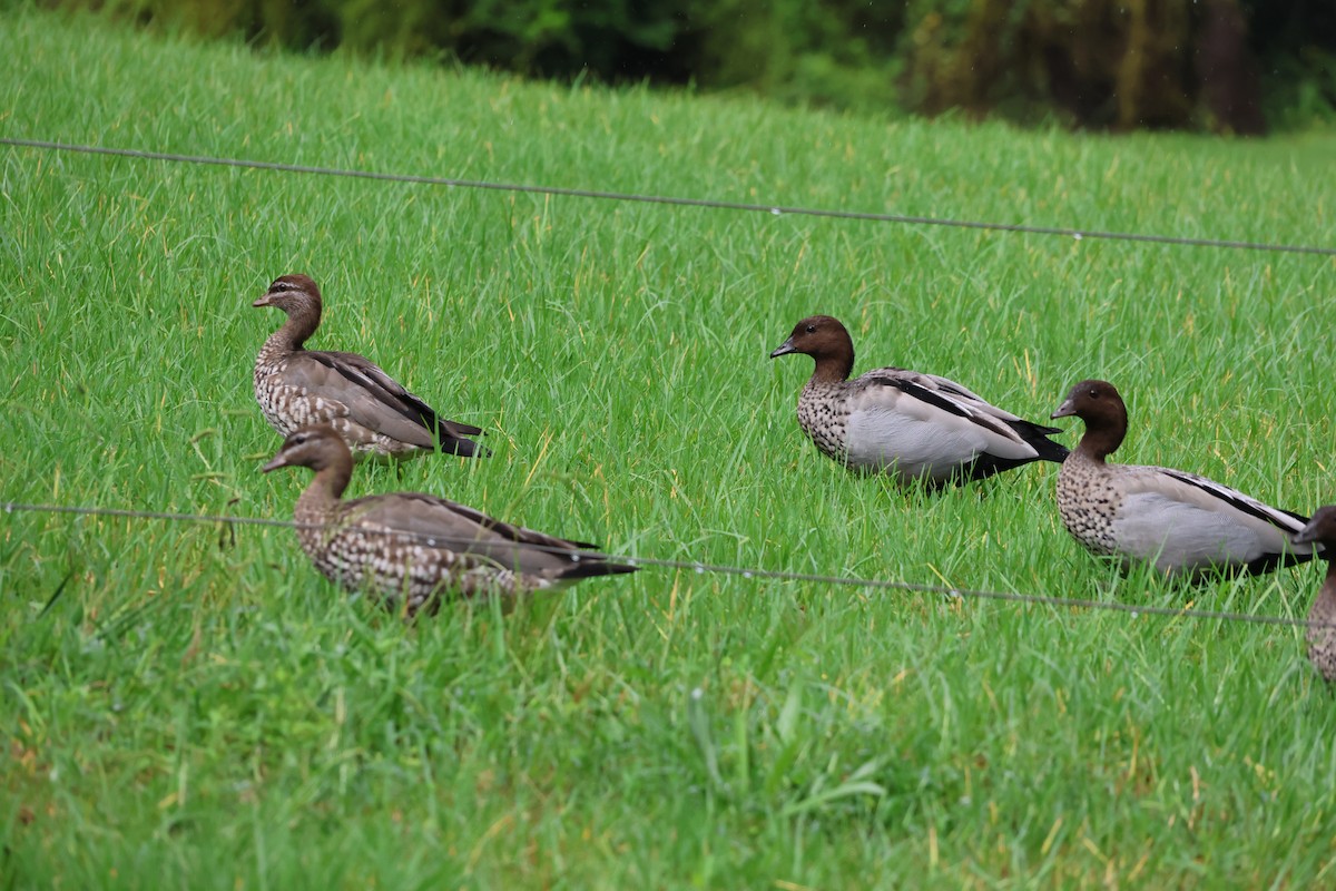 Maned Duck - ML632638058