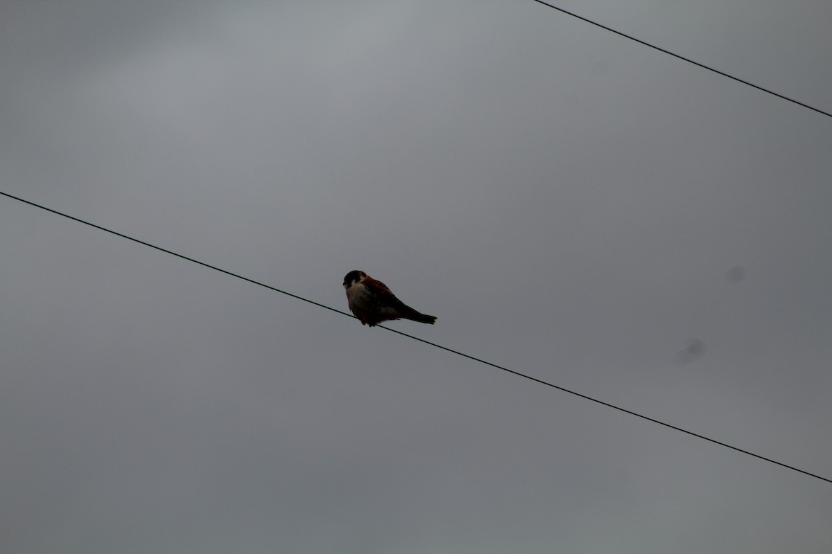 American Kestrel - ML632638059