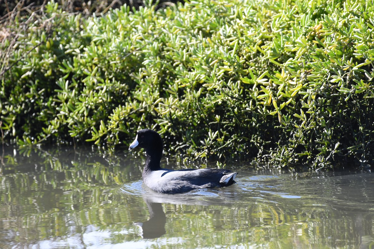 American Coot - ML632638060