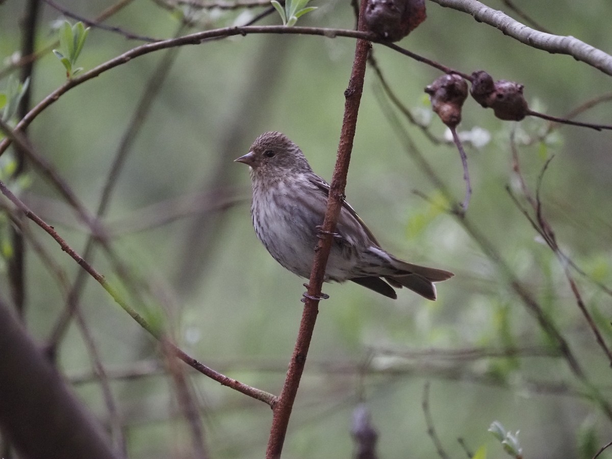 Pine Siskin - ML632638062