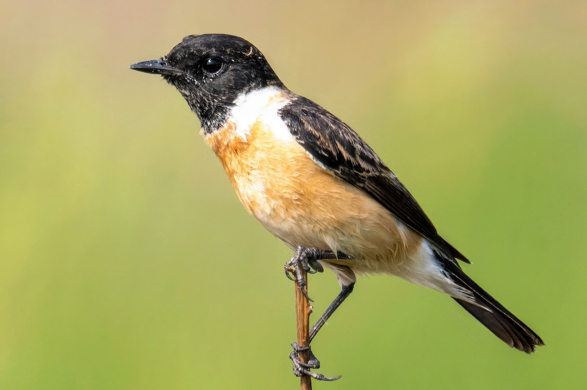 Amur Stonechat - ML632638064