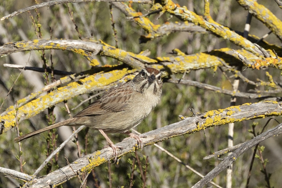 Rufous-crowned Sparrow - ML632638065