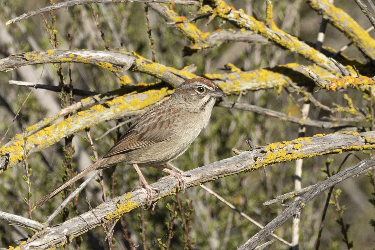 Rufous-crowned Sparrow - ML632638066