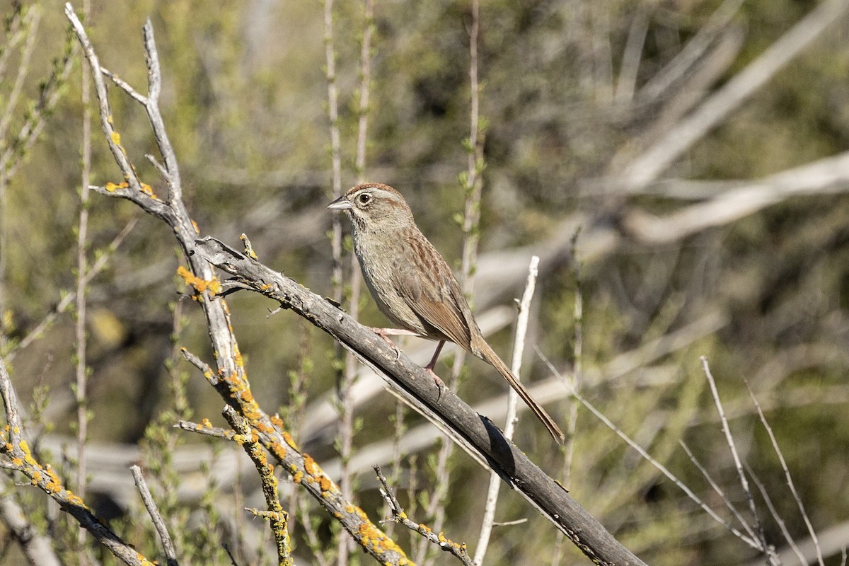 Rufous-crowned Sparrow - ML632638068