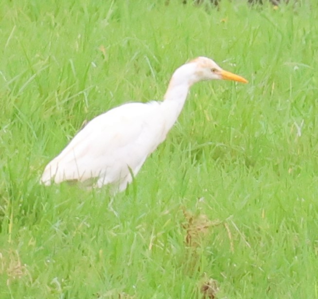 Eastern Cattle-Egret - ML632638069