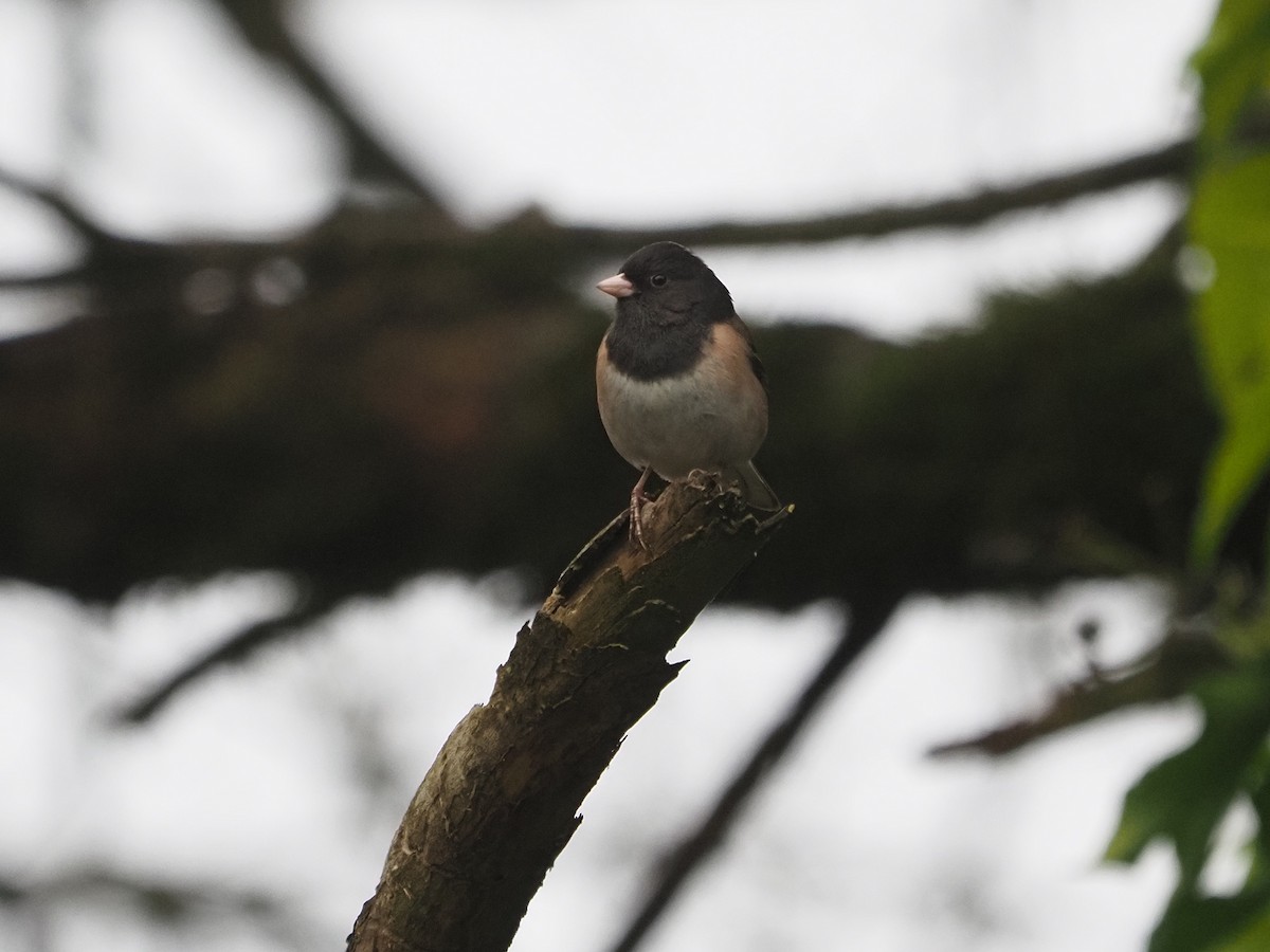 Dark-eyed Junco - ML632638070