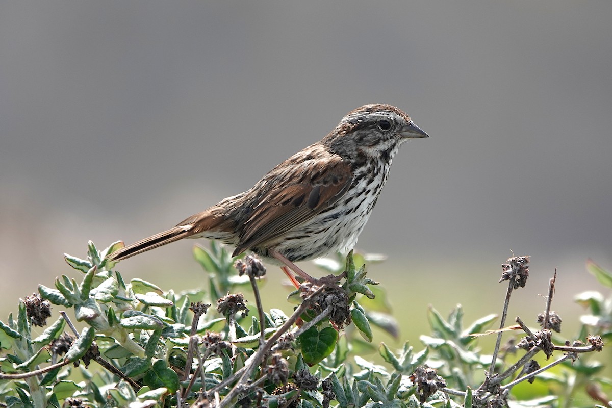 Song Sparrow - ML632638071