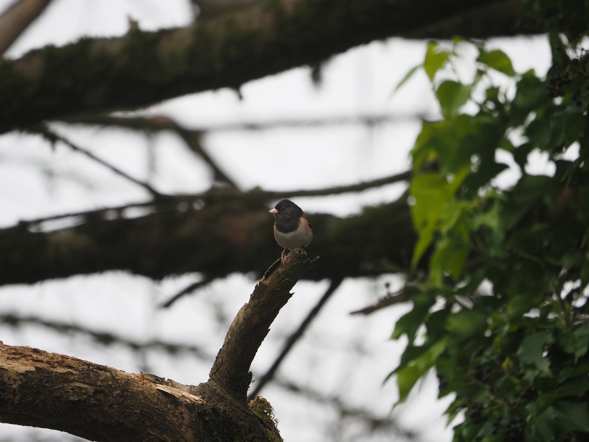 Dark-eyed Junco - ML632638072