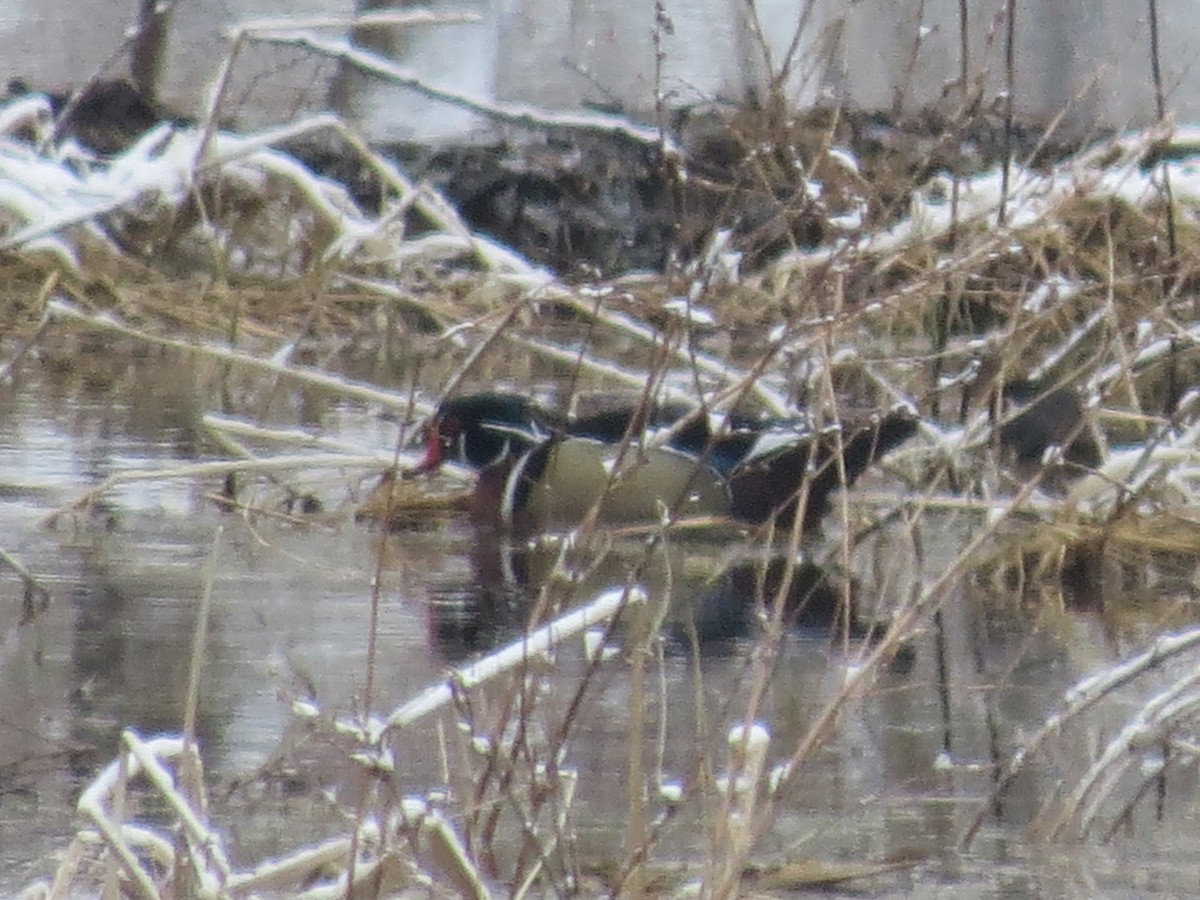 Wood Duck - ML632638073