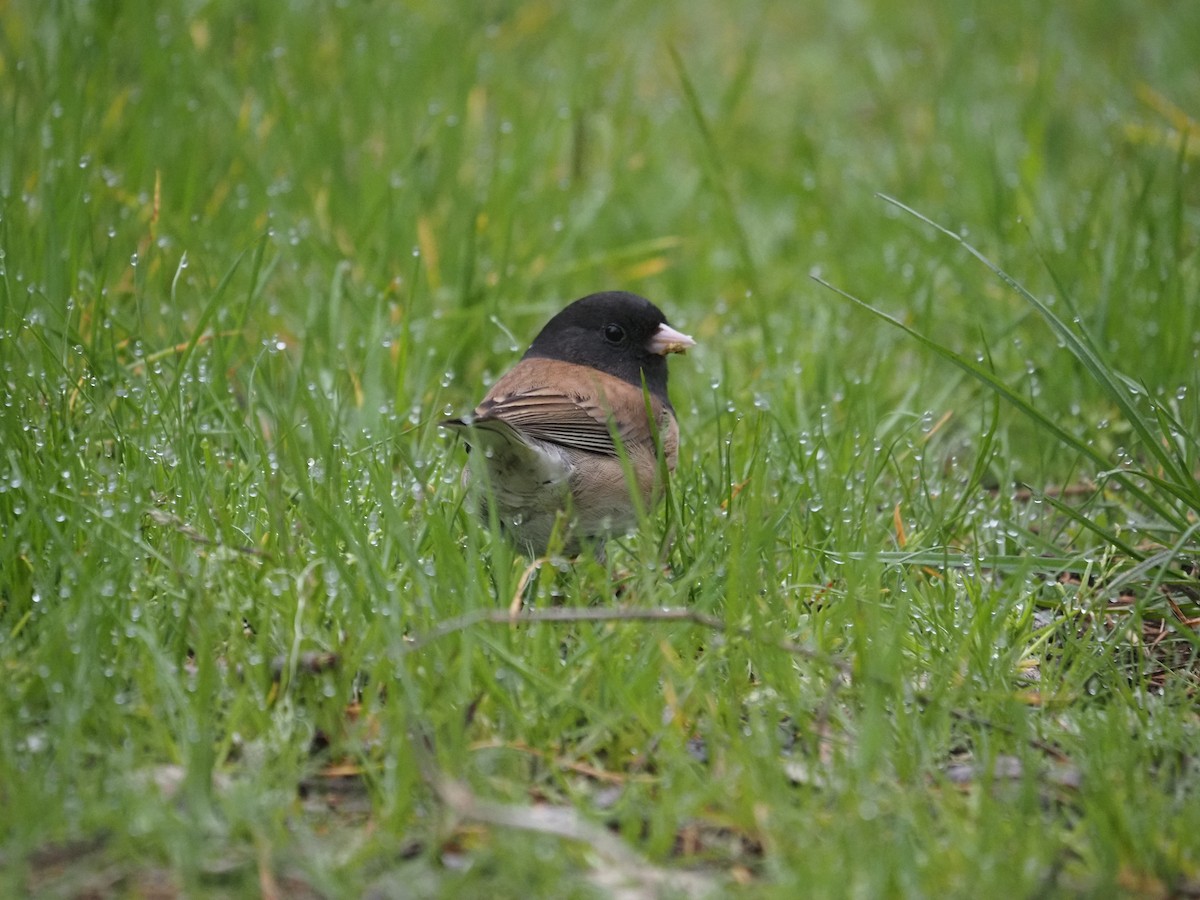 Dark-eyed Junco - ML632638074