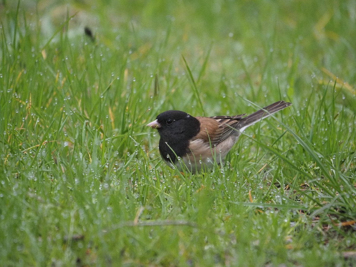 Dark-eyed Junco - ML632638075