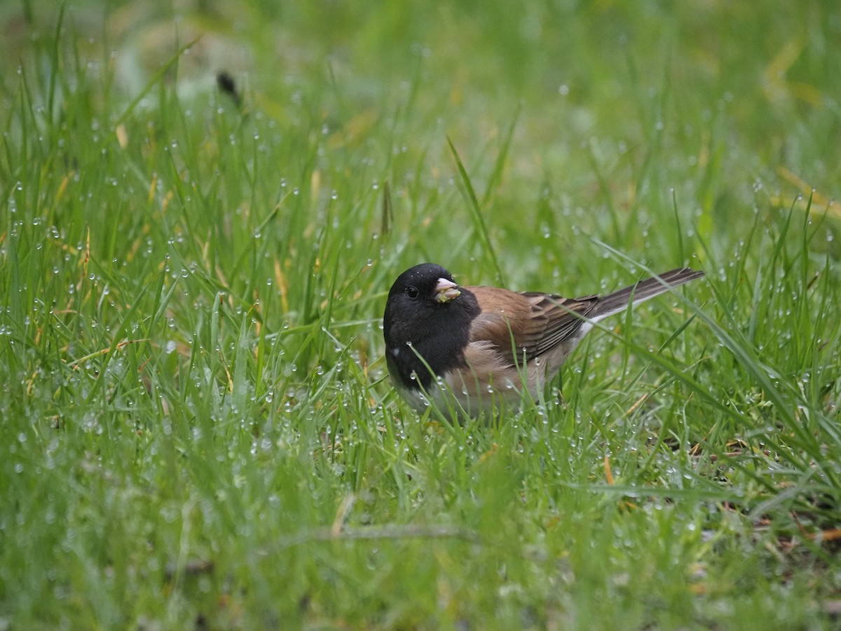 Dark-eyed Junco - ML632638077