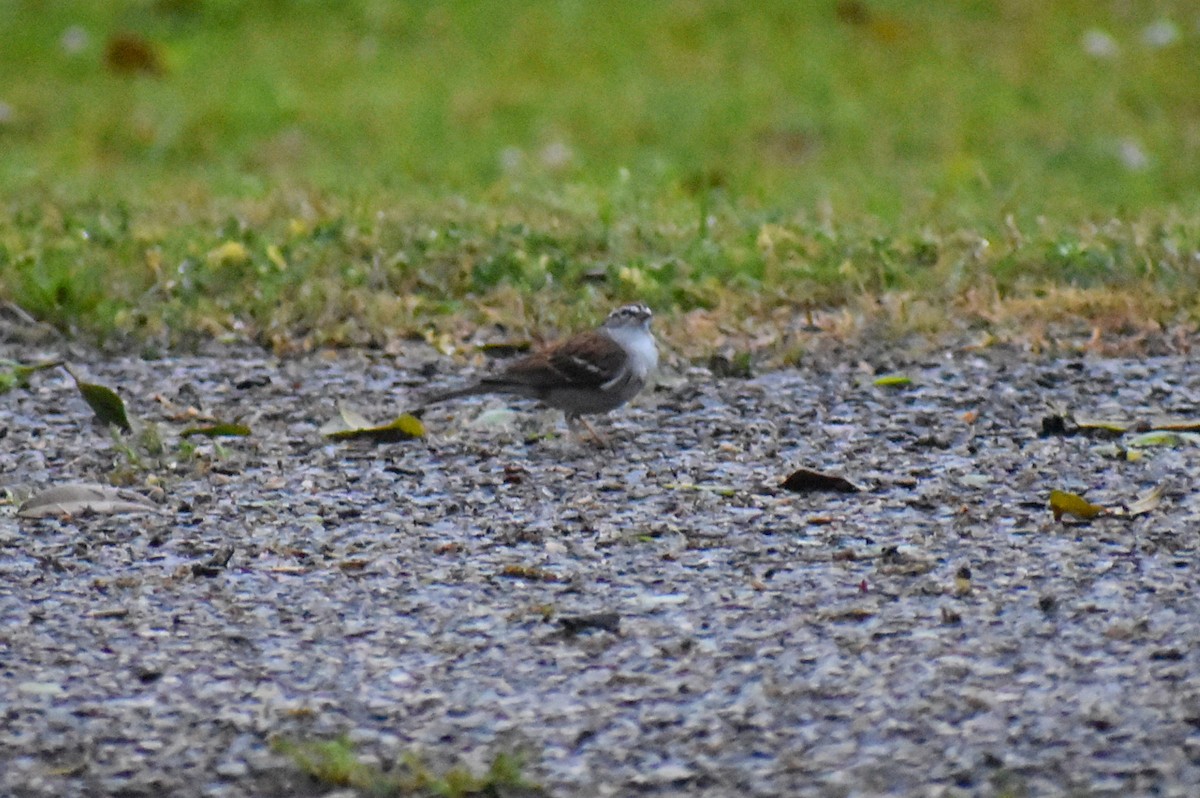 Chipping Sparrow - ML632638079